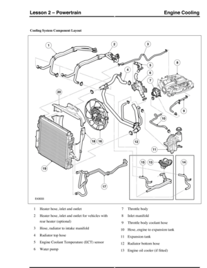 Page 129Cooling System Component Layout
Heater hose, inlet and outlet1
Heater hose, inlet and outlet for vehicles with
rear heater (optional)
2
Hose, radiator to intake manifold3
Radiator top hose4
Engine Coolant Temperature (ECT) sensor5
Water pump6
Throttle body7
Inlet manifold8
Throttle body coolant hose9
Hose, engine to expansion tank10
Expansion tank11
Radiator bottom hose12
Engine oil cooler (if fitted)13
Engine CoolingLesson 2 – Powertrain
115Technical Training (G421099) 