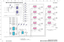 Page 331
ABCDEHIFGJLMKNPO
1
2
3
4
5
6
7
8
10
9
11

Motor driver (Ch. 9-16, Stereo)
LS9-16/LS9-32FD 002 CIRCUIT DIAGRAM (LS9-16/LS9-32)
FD 002 CIRCUIT DIAGRAM (LS9-16/LS9-32)28CC1-2001008805-238

OP AMP
OP AMP
OP AMP
OP AMP
MULTIPLEXER
MULTIPLEXER
MULTIPLEXERD-FF
D-FF
MOTOR DRIVER
MOTOR DRIVER
MOTOR DRIVER
MOTOR DRIVER
MOTOR DRIVER
MOTOR DRIVER
MOTOR DRIVER
MOTOR DRIVER
MOTOR DRIVER
ch 9
(ch 25)∗
ch 10
(ch 26)∗
ch 11
(ch 27)∗
ch 12
(ch 28)∗
ch 14
(ch 30)∗
ch 15
(ch 31)∗
ch 16
(ch 32)∗
STEREO
ch 13
(ch 29)∗∗:...